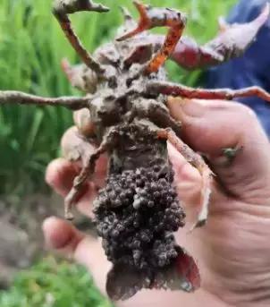 小龙虾的卵为什么变红了,小龙虾产卵能否分离母体