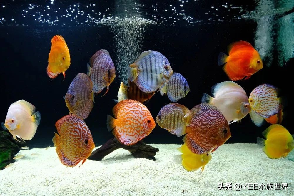 建议穷人养的10种中型热带鱼,超难养的宠物