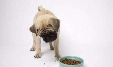 巴哥犬厉害吗,巴哥犬好养吗优缺点有哪些