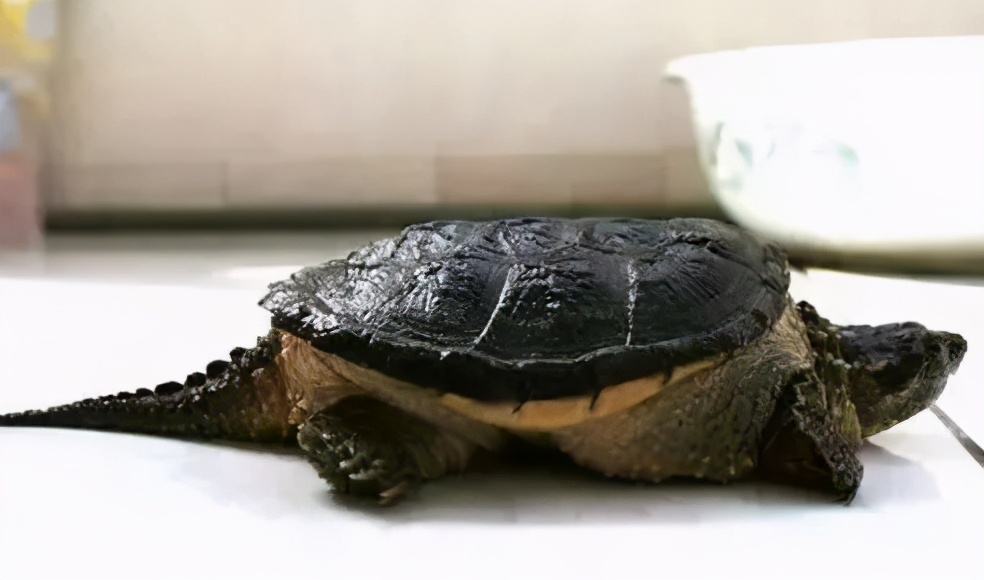 龟类纪录片,龟类图片