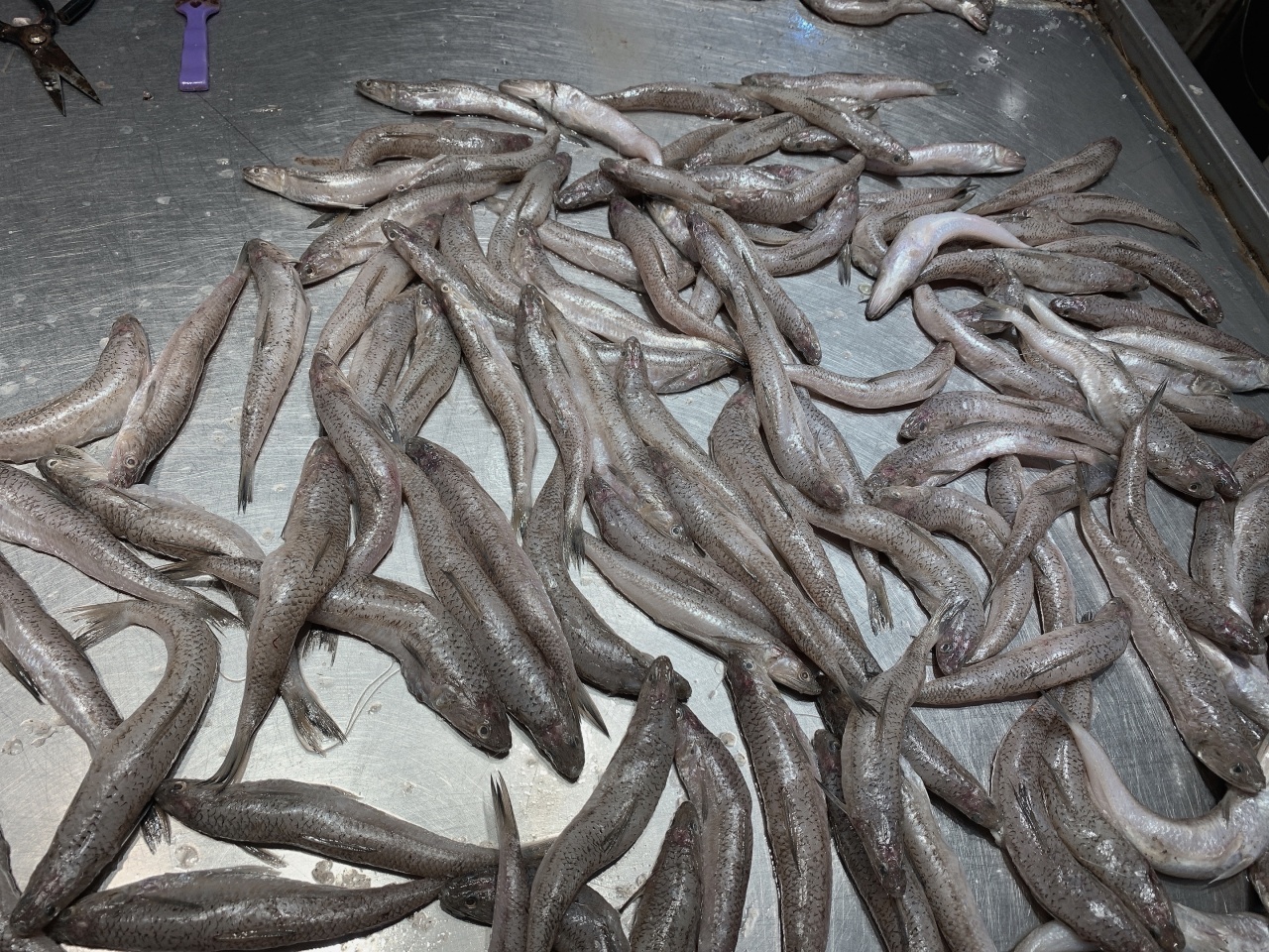 北海干货海鲜批发市场哪个便宜,北海菜市场买海鲜哪个最新鲜