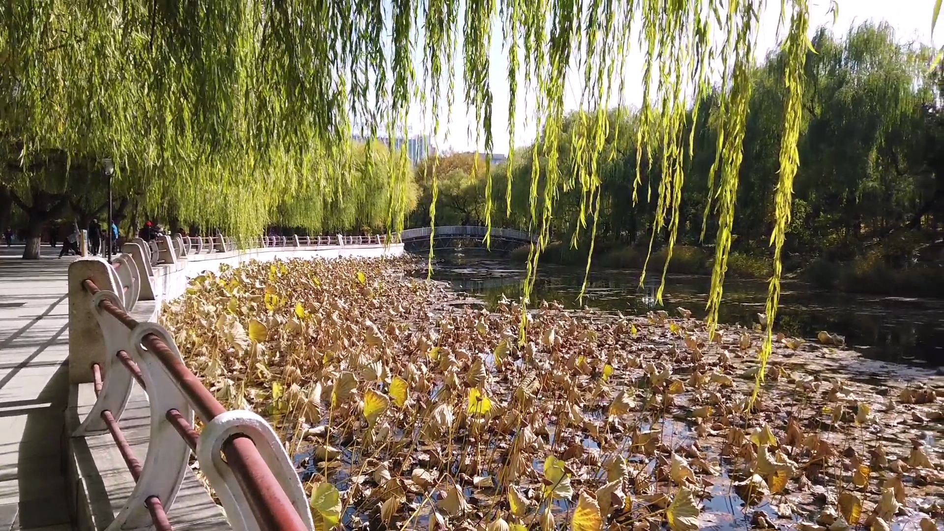 呼和浩特满都海公园晚上,呼和浩特市满都海公园有什么特点