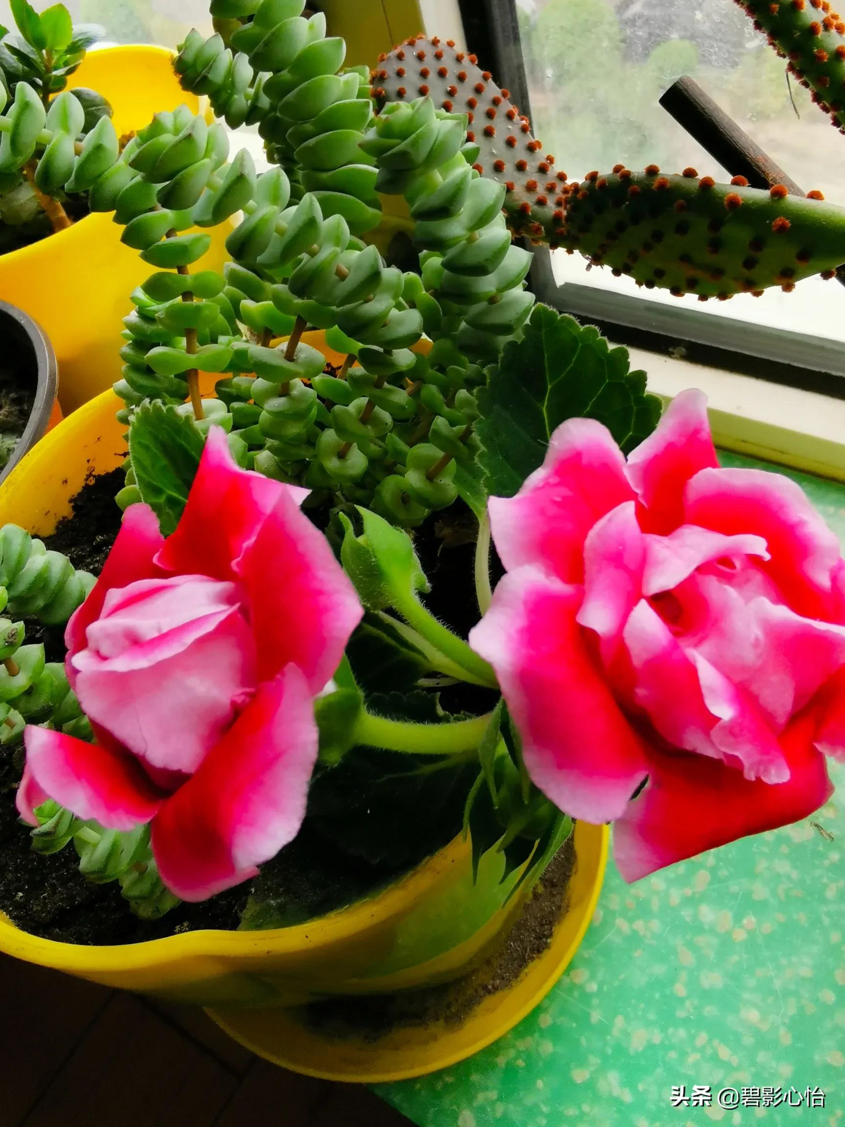 微生物菌剂可以给芙蓉花追肥吗,芙蓉花败了怎么追肥