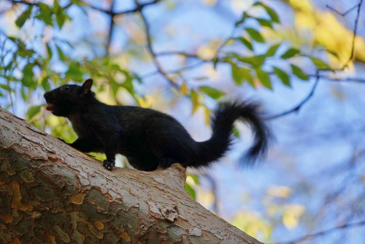 美国德州西部自由行,美国西海岸可以自由航行么