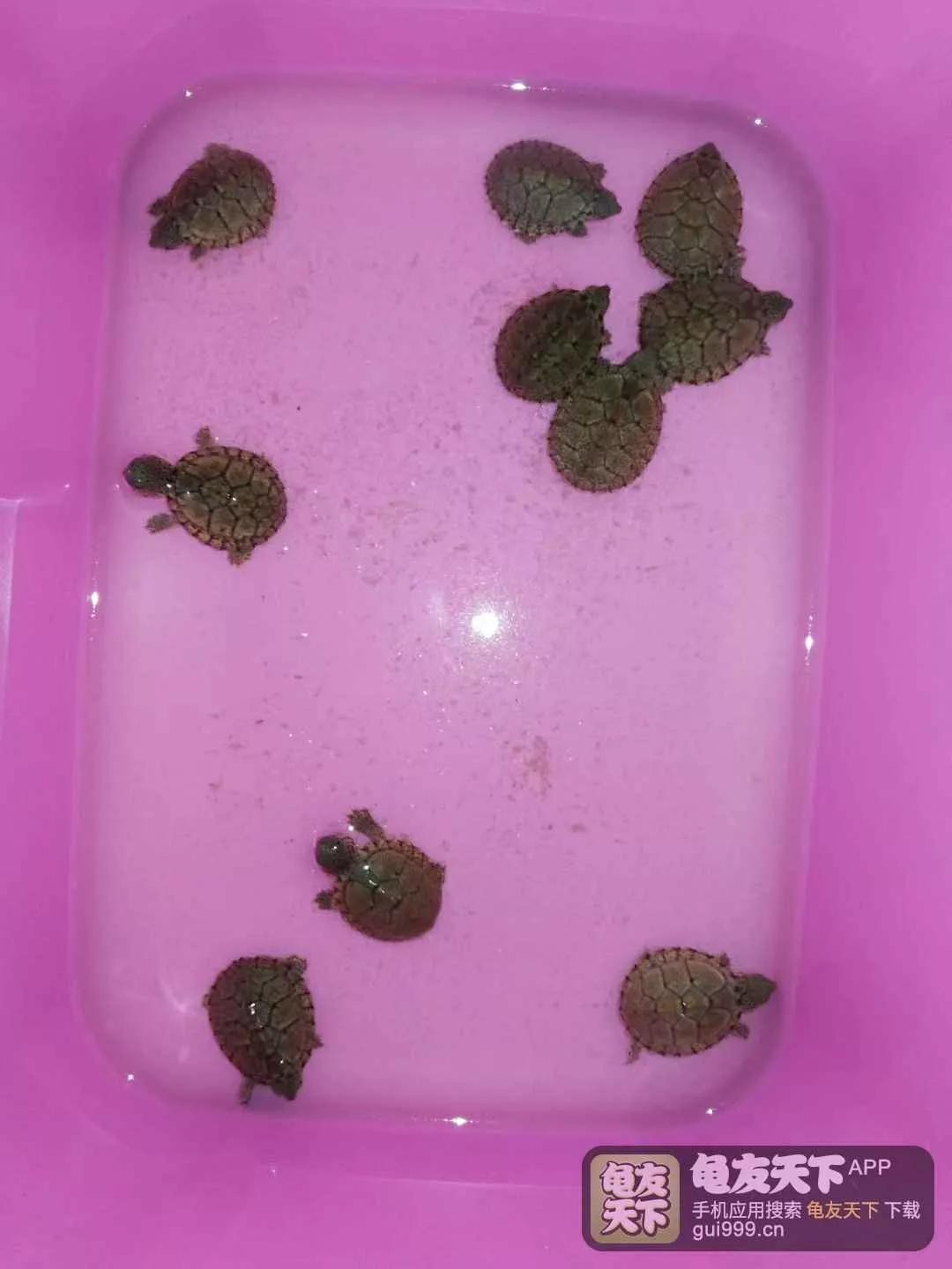 龟外伤能自动修复吗,龟龟经常应激会怎么样