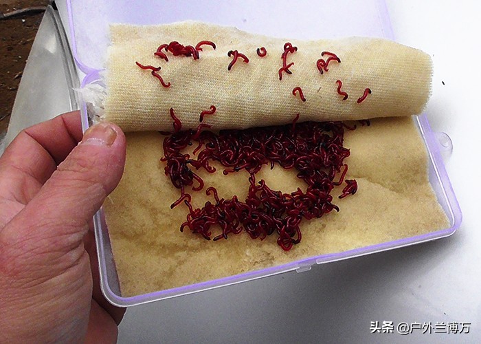 红虫钓鱼当天没用完的怎样保管,冬天钓鱼红虫怎么保管呢