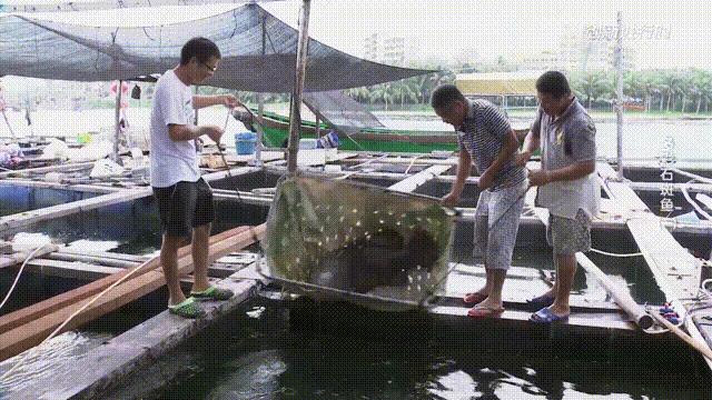 一条石斑鱼,一条石斑鱼一碗白饭