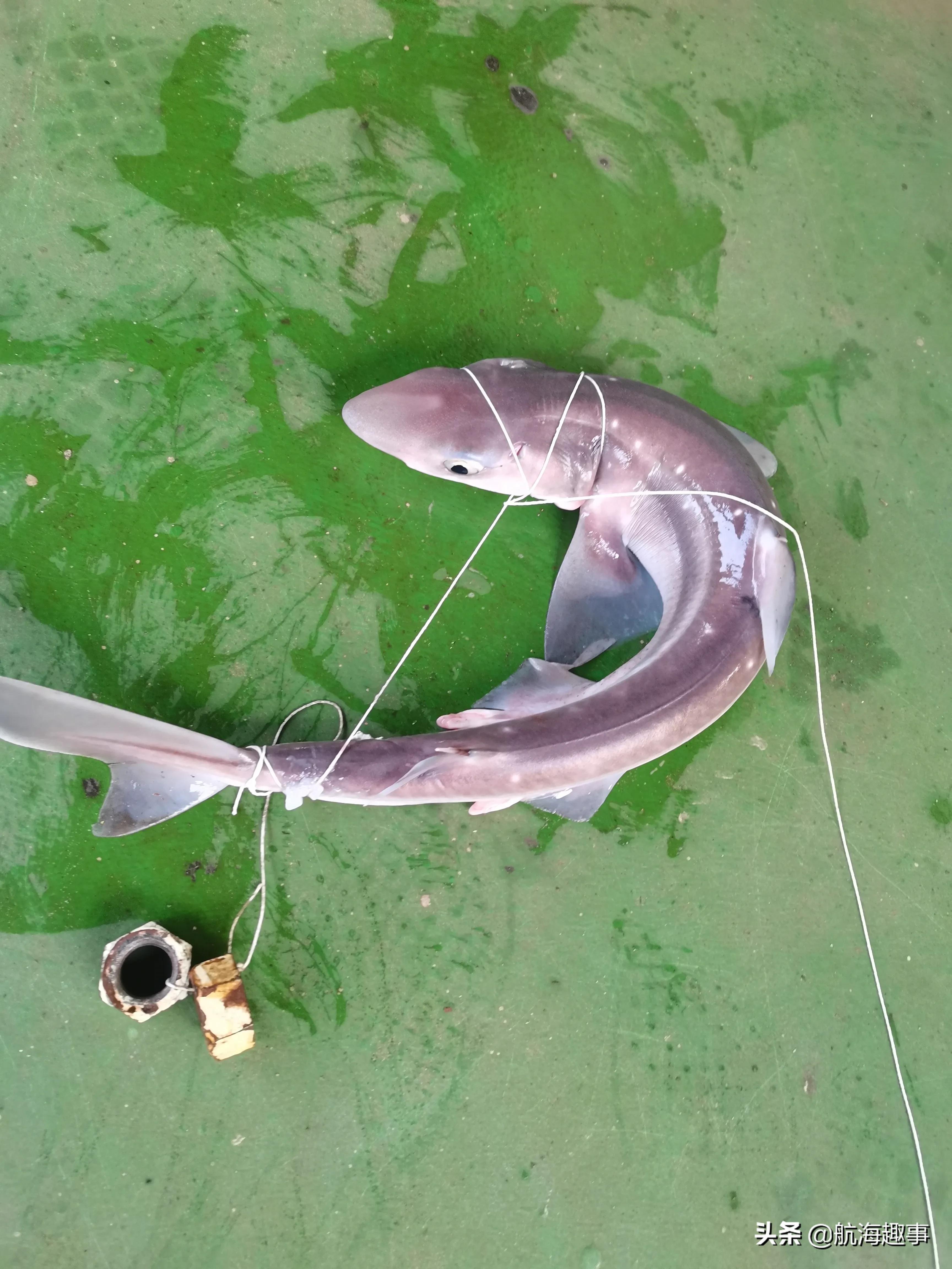 鑸捣鏁呬簨,鑸捣鏁呬簨鍒嗕韩