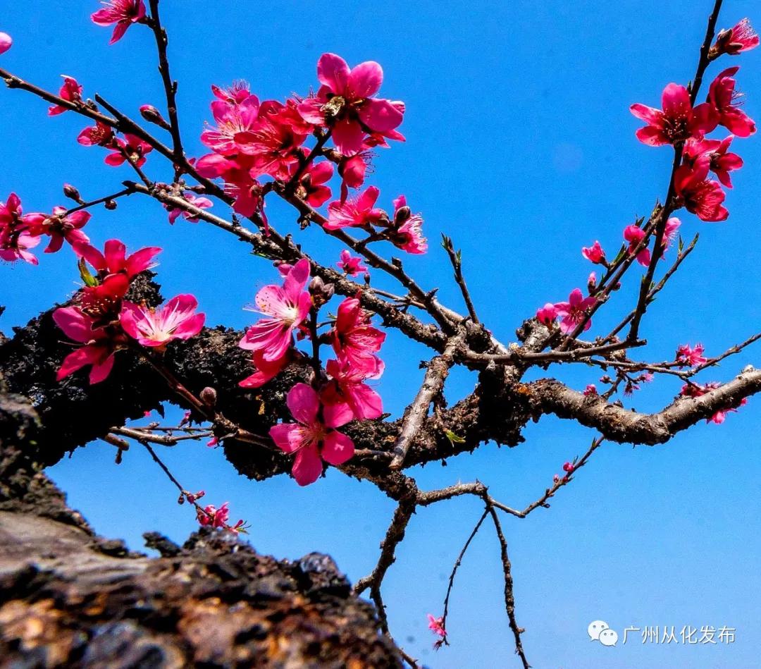从化吕田美食攻略,从化吕田特色美食有哪些