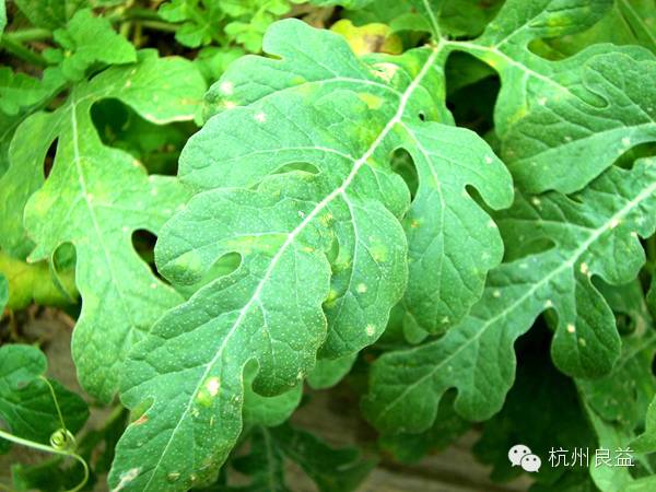 西瓜病虫害一本通表,西瓜红薯种植病虫害防治