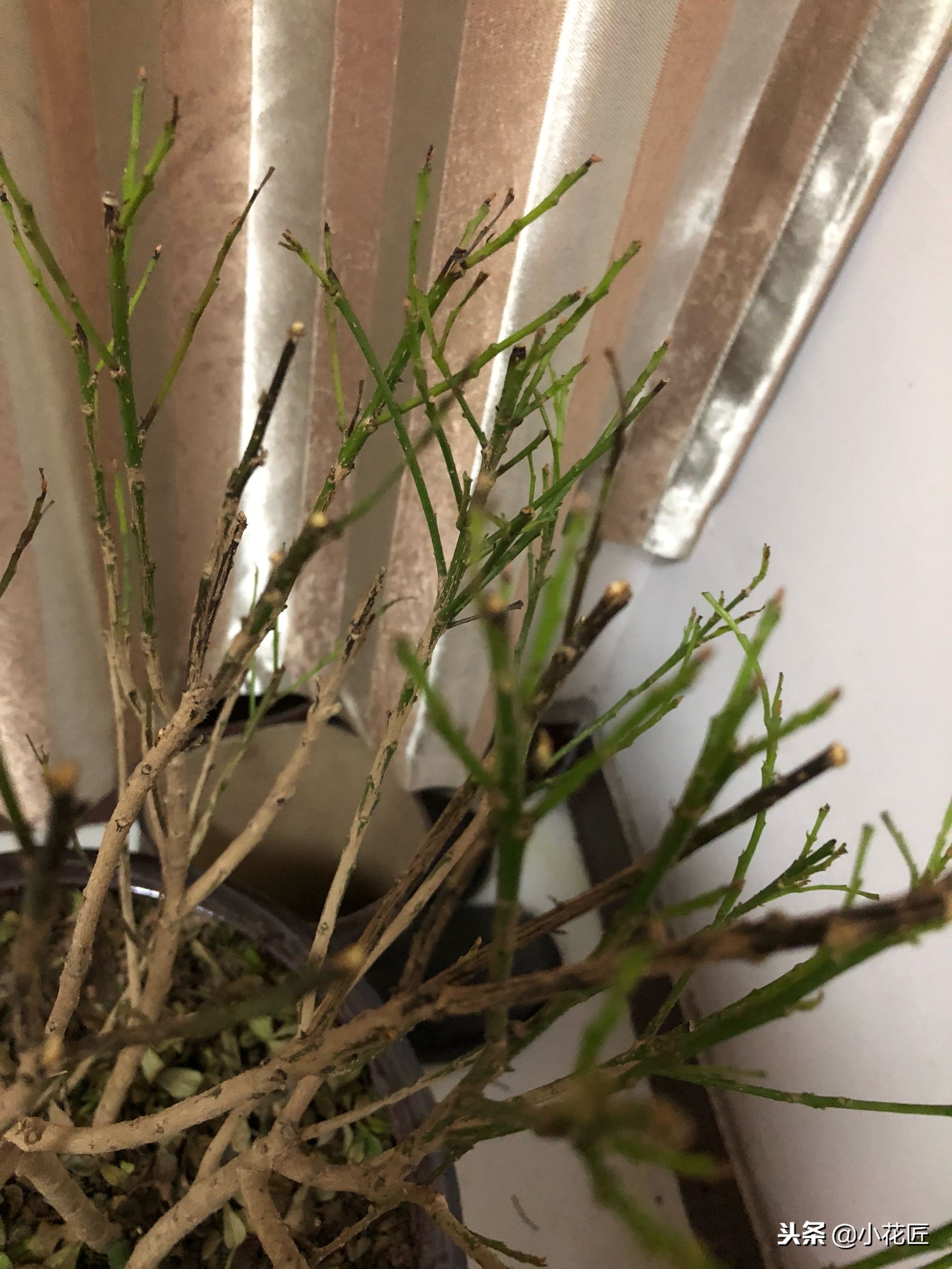 米兰干枯叶子全掉完了还能活吗,米兰花叶子干枯掉落怎么补救