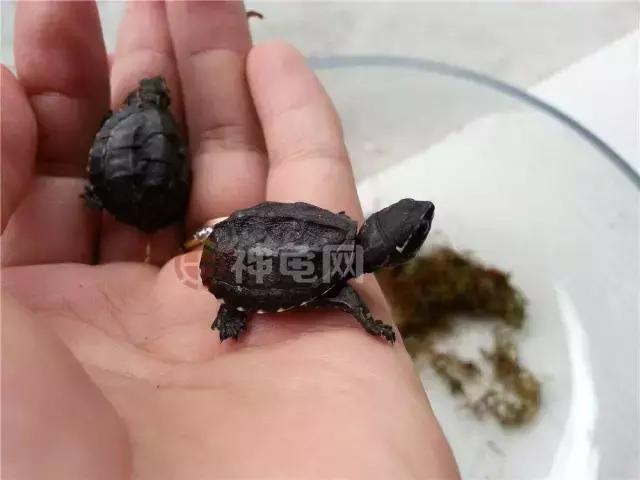 龟苗老是死是什么原因,龟苗死亡