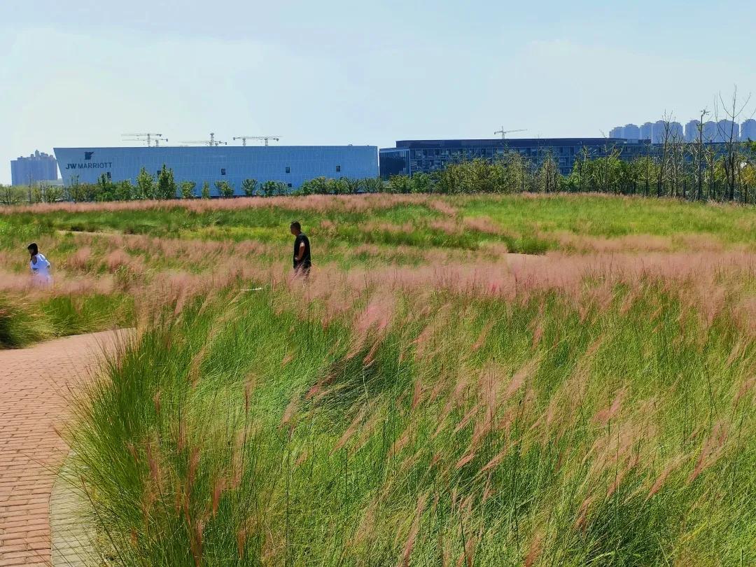 上海观赏草,上海之鱼冬天风景