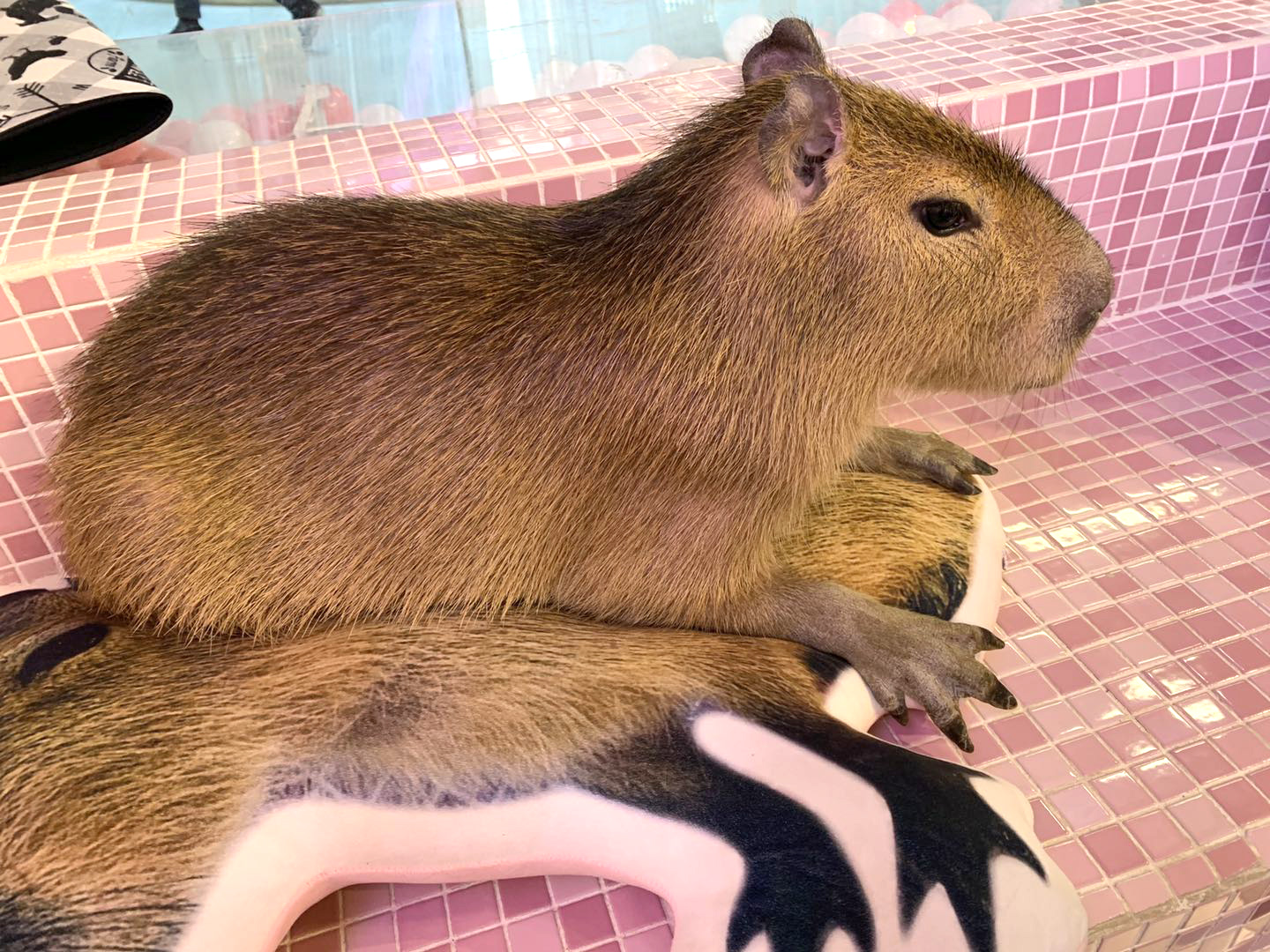 撸动物的网红店顺德,撸小动物的网红店北京世纪金源