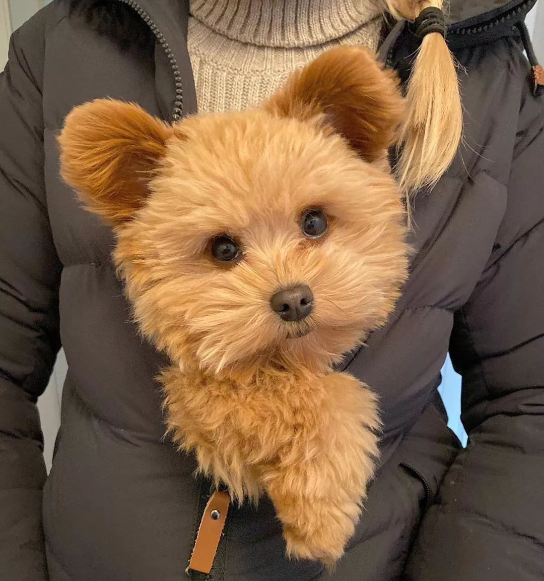 宠物呆萌狗妈妈和小呆萌狗宝宝,宠物与爱的世界