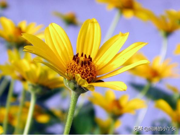 菊芋花开金灿烂，洋姜高洁清雅语