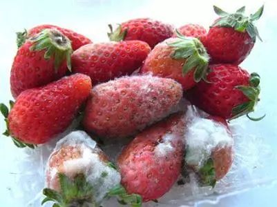 天天用的菜板，竟然有35万霉菌