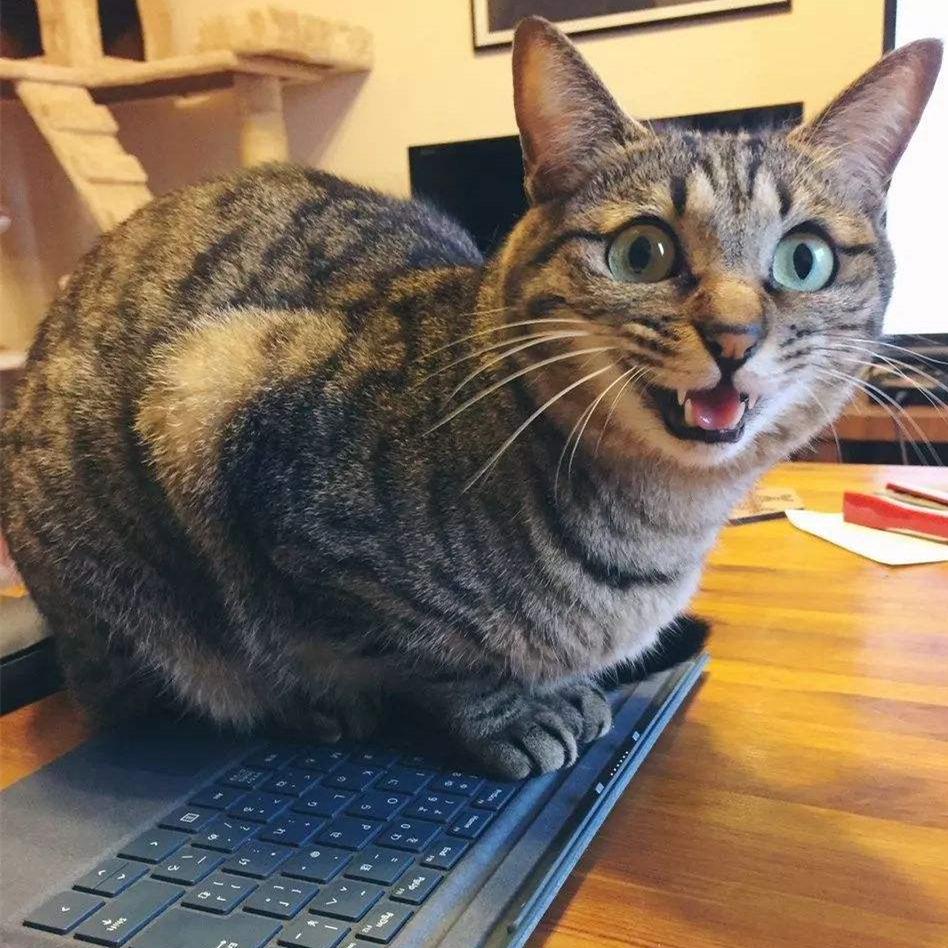 养猫第一天自己怎么适应,养猫新手如何选猫粮