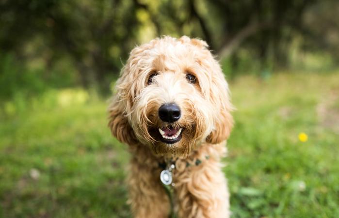 如果狗狗去世了该怎么安慰孩子,怎么正确看待狗狗的意外离世