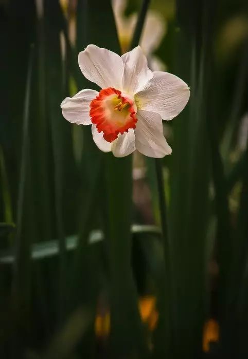 中国十大名花惊艳千年,中国十大名花美极了