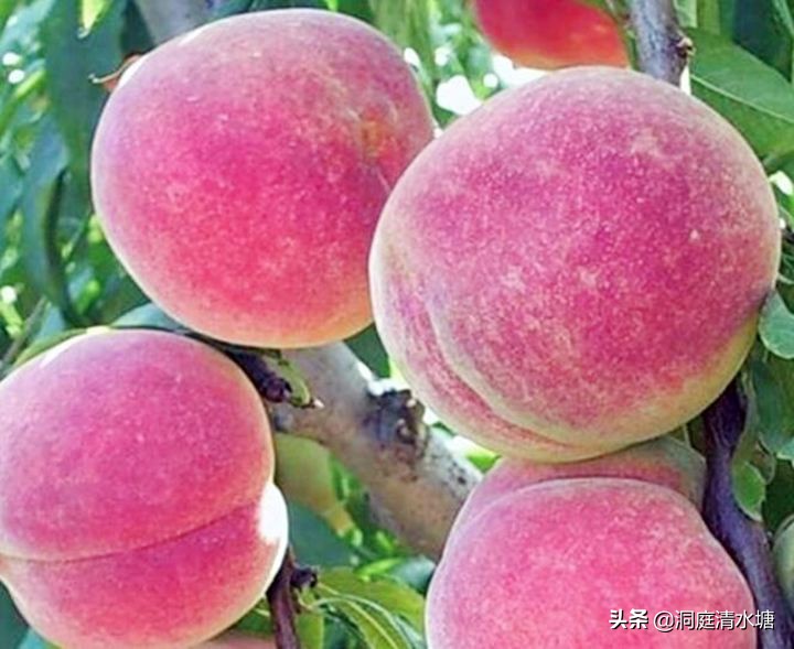 桃子甜度吉尼斯世界纪录,生长六个月的桃子成熟了