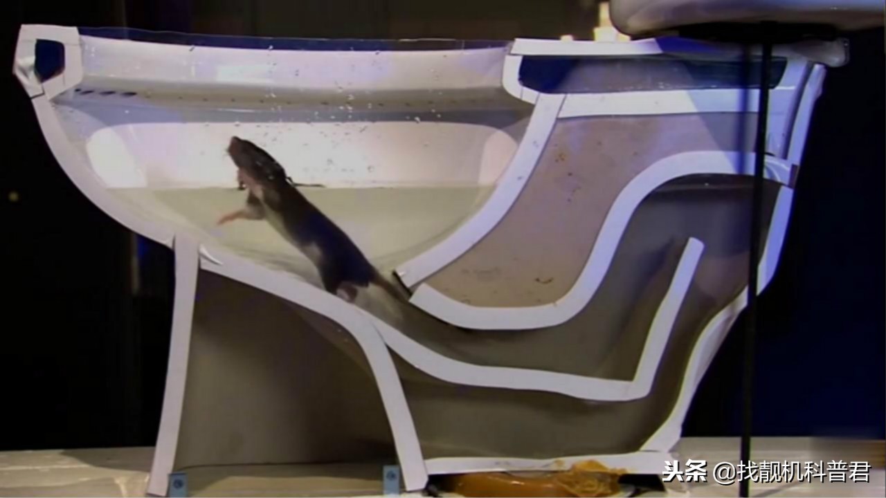 老鼠是怎么从下水道钻上来的,马桶下水道有老鼠怎么办