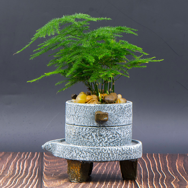 18大“健康花”，吸收有害气体，滞尘，释放氧气，还能治愈人心