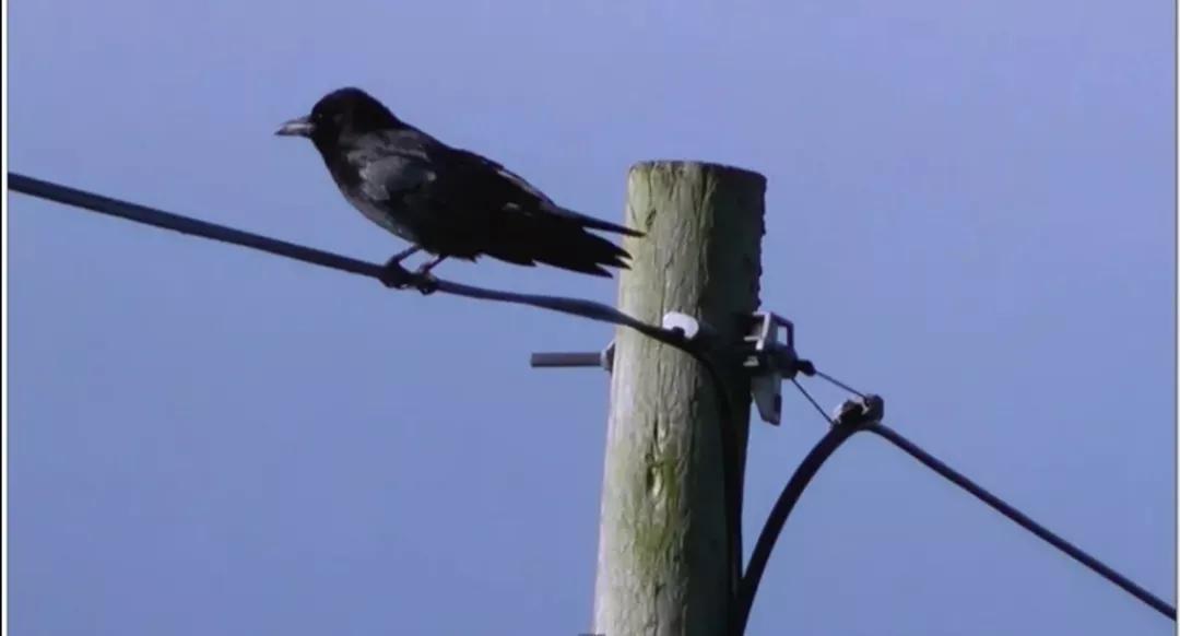 青蛇为觅食爬上电线杆，被乌鸦耍弄，困在电线上两天了，命悬一线