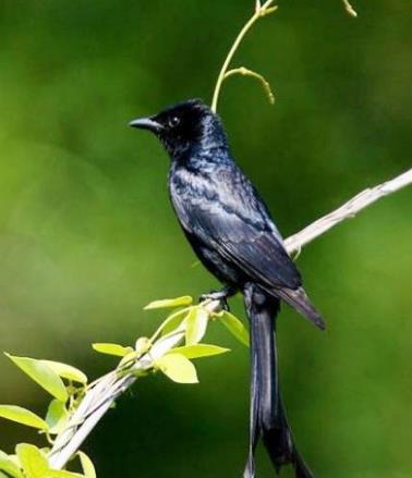 有模仿能力的鸟有哪些,一种鸟模仿70多种声音