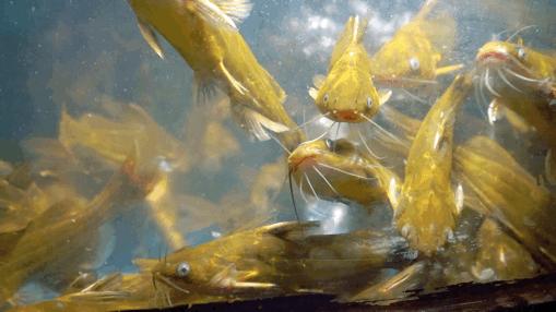 在贵州最正宗的酸汤鱼店,酸汤鱼老牌店