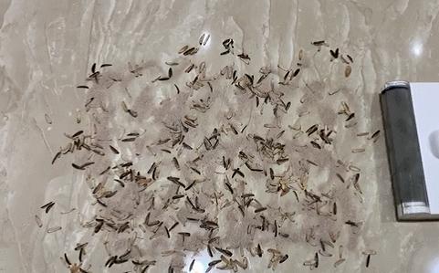 小米有品299元一盒,小米有品上架莱克吸尘器