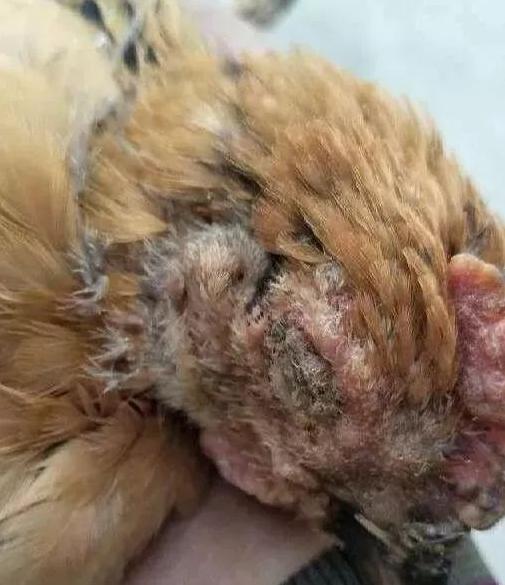 鸡得了什么病眼睛睁不开流眼泪,鸡的眼睛肿不吃东西怎么医治