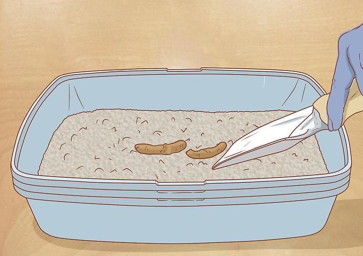 猫咪血便,猫咪的血便是什么样子的