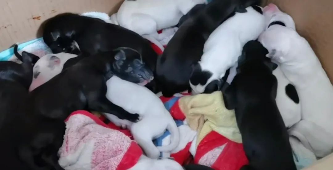 肚子里密密麻麻全是狗！狗妈妈19小时生20只狗崽，医生轮番上阵