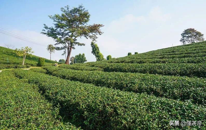 茶叶闻着不香喝着没味道什么原因,茶叶为什么炒得不香