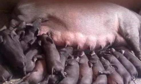 母猪产仔不理想，咋回事？老兽医总结了这5点，值得养殖户一看