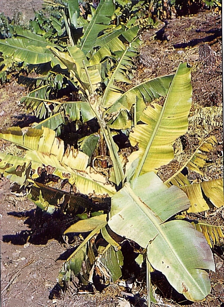 香蕉生病用什么药治,香蕉得了什么病要灭绝