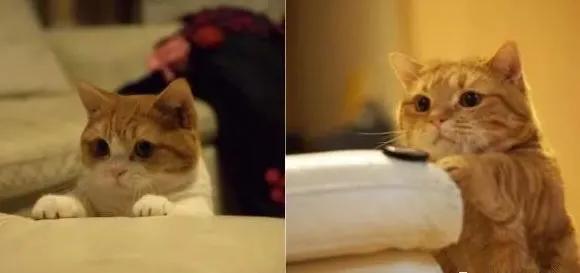 短腿兄妹,全网最火短腿猫