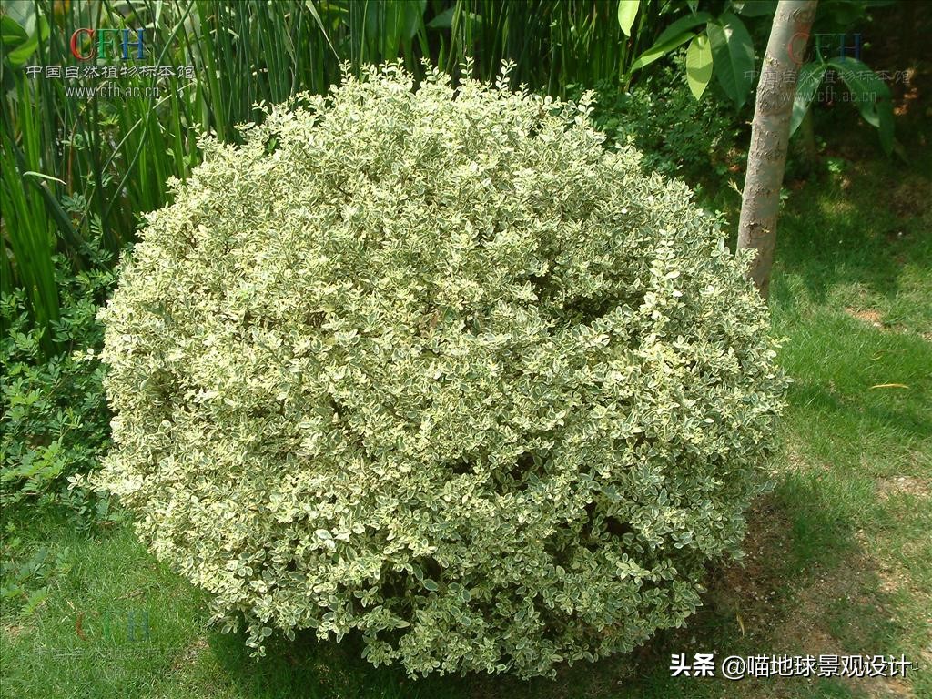 常见的灌木植物100种图片大全,灌木植物种类及图片