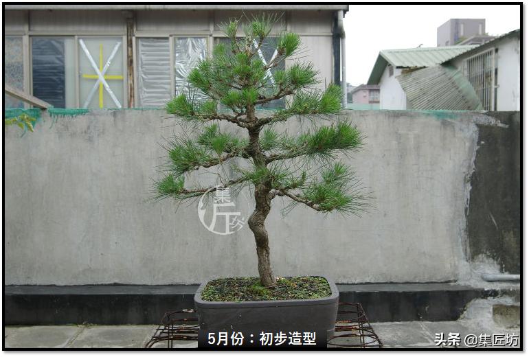 黑松盆景快速成型技术 (怎么让黑松盆景增粗变老不长高)