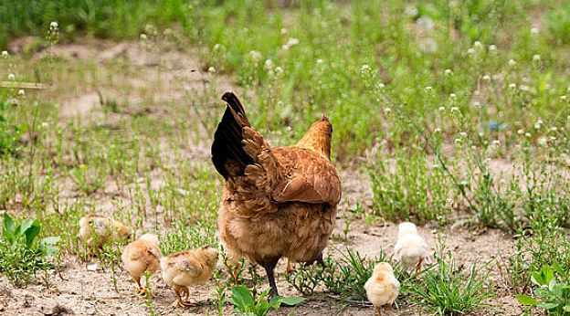 鸡过料怎么治疗好得快,鸡过料最快解决方法