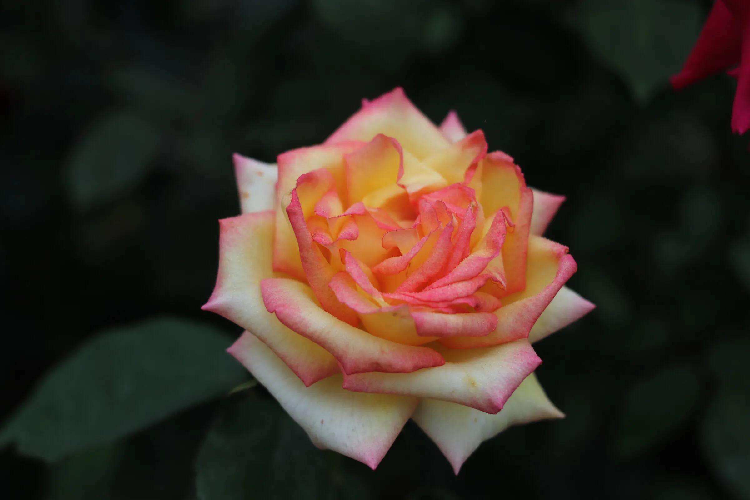 各种不同颜色玫瑰花的花语是什么,各种颜色玫瑰花的花语