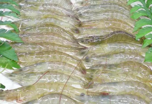 山东哪些地区的虾比较有名气,山东盛产什么虾