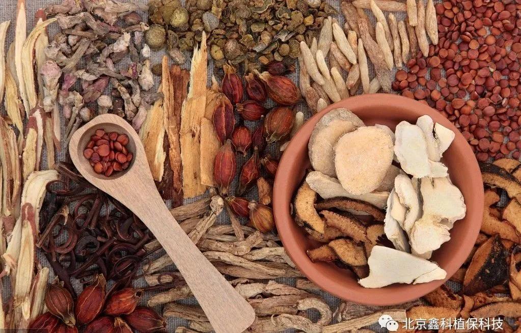 重楼根腐病用什么杀菌剂好,重楼根腐病救根护苗服务周到