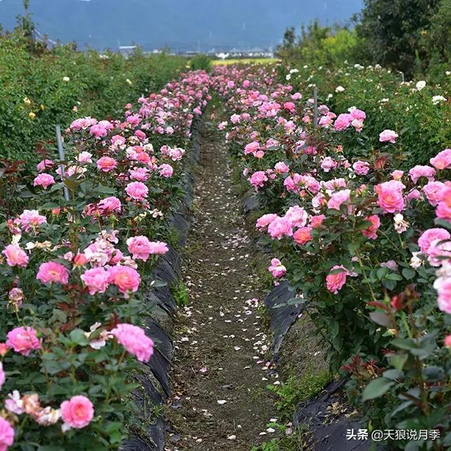 浪漫者的情怀，实用派的操作，一起来邂逅这8款法式月季
