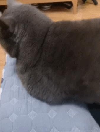 英国短蓝猫好养吗,千万别养蓝猫