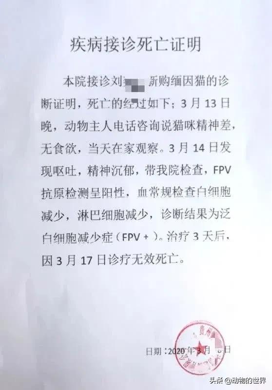 在网上买400多的缅因可以吗,一万多买的缅因猫死了
