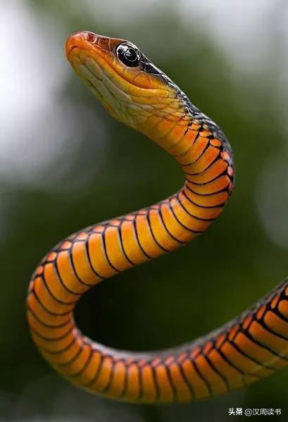 我们不怕蛇吗,家里有蛇真害怕