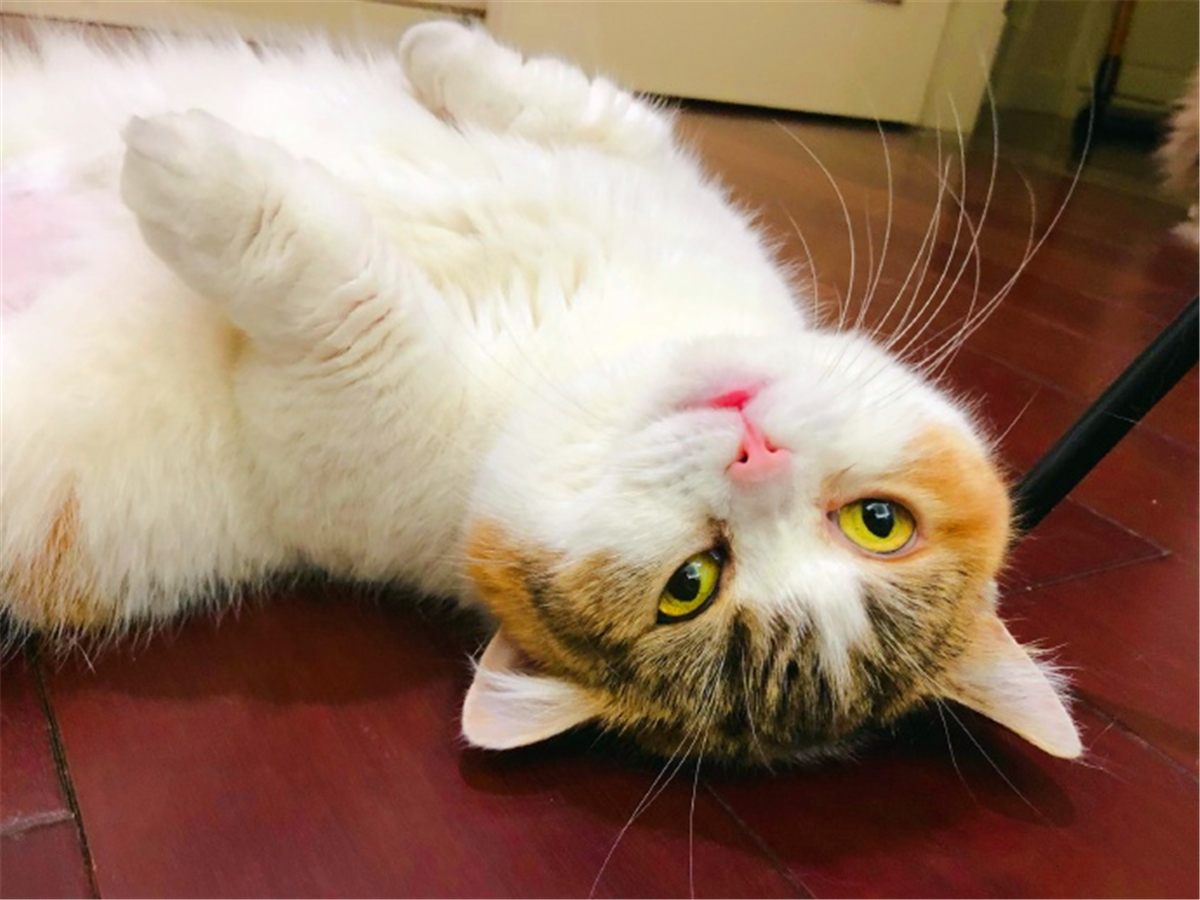 猫咪绝育前禁食禁水多久,猫咪绝育手术前禁水禁食