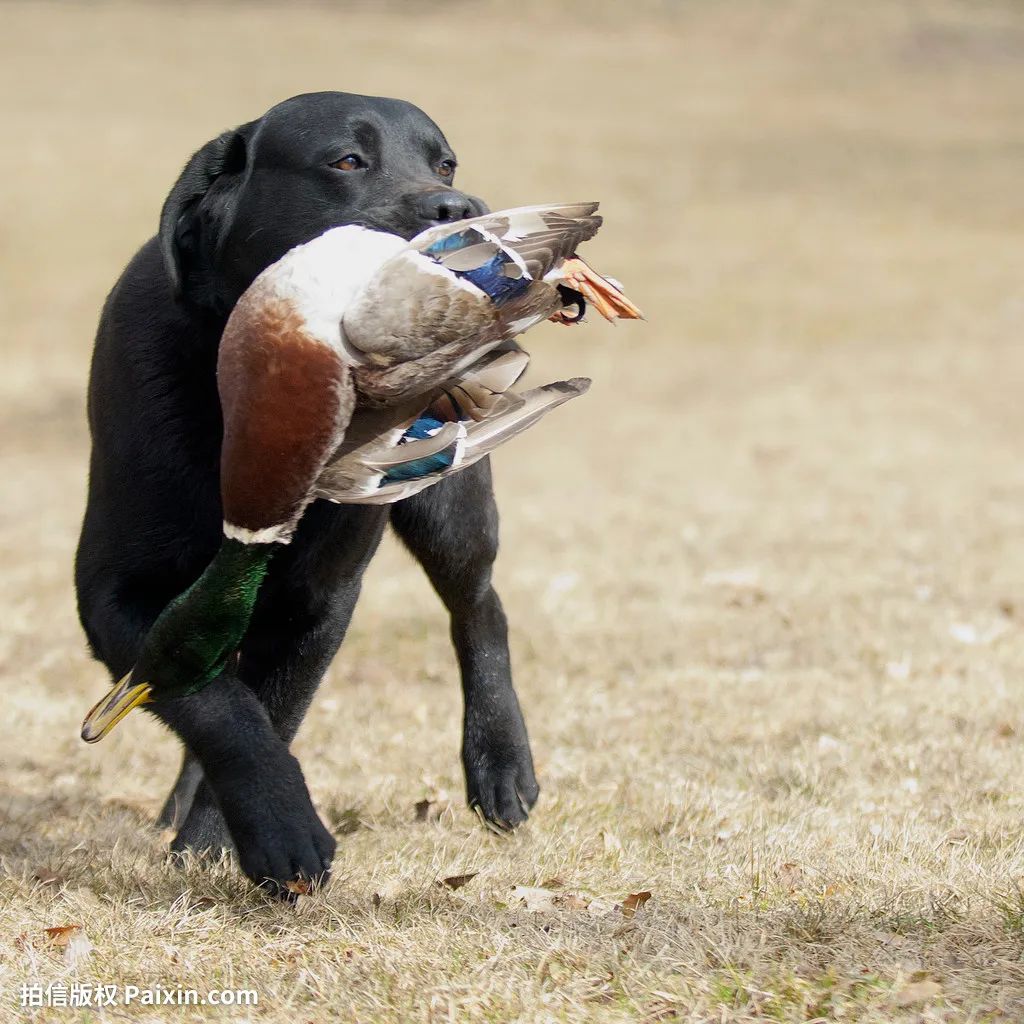 世界拉布拉多犬冠军,世界上最大的纯种拉布拉多成年犬